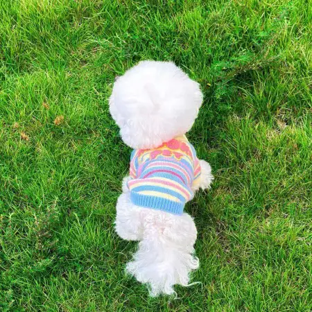 Macaron striped lapel pet sweater, sweet striped knitted puppy clothes, Teddy Bichon Frise small dog autumn and winter top Macaron striped lapel pet sweater, sweet striped knitted puppy clothes, Teddy Bichon Frise small dog autumn and winter top